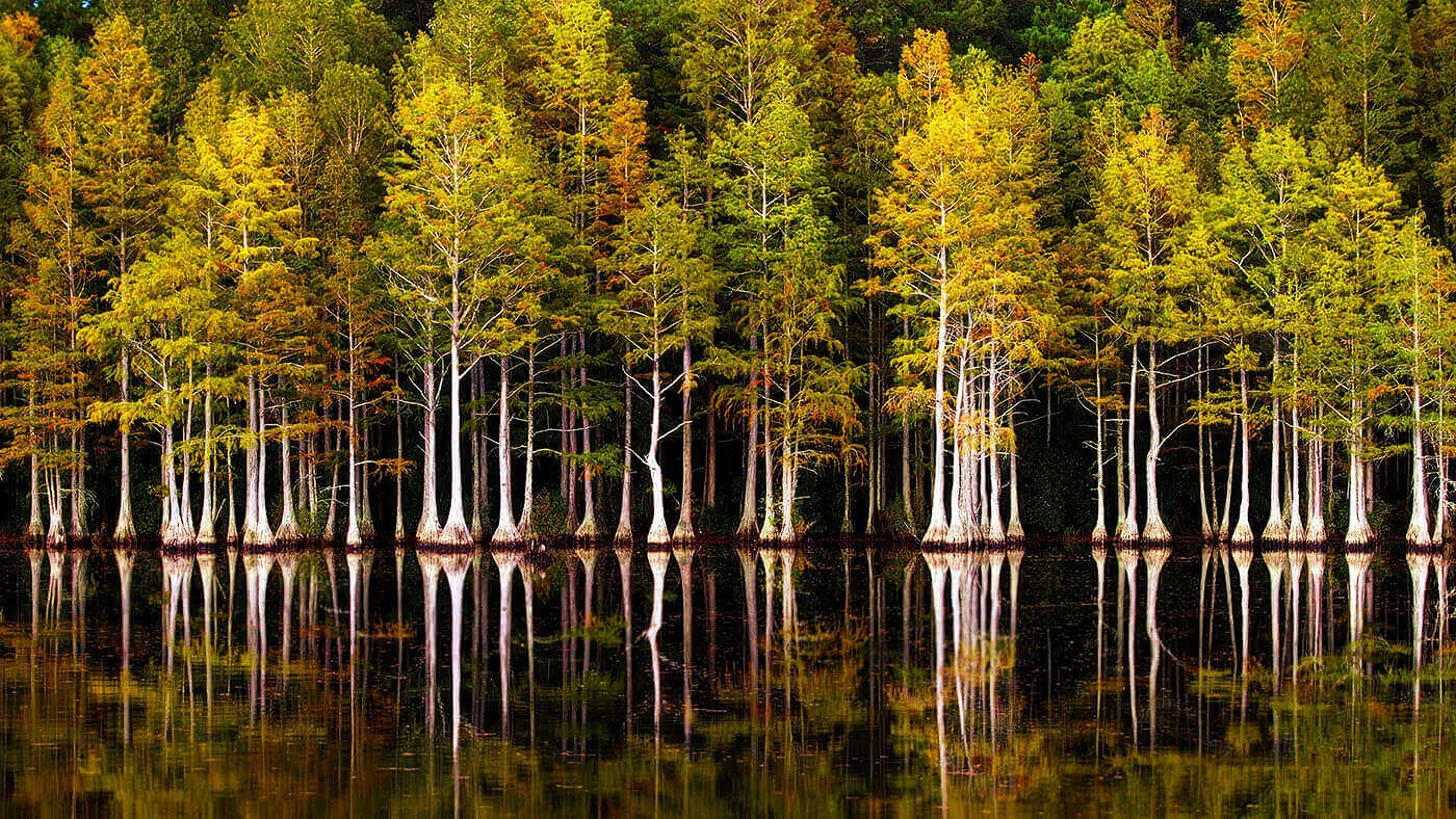 Cypress trees are revered in Japan.