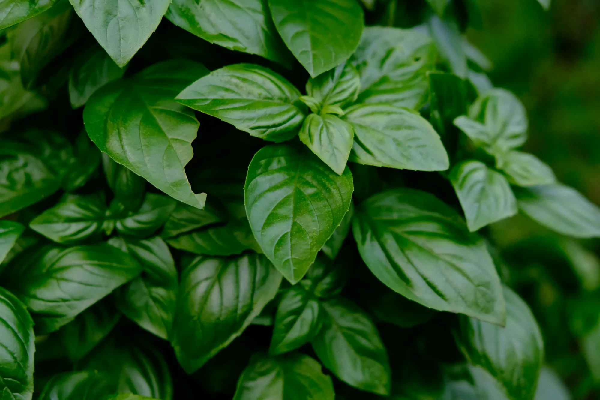 Close-up of a basil plant
