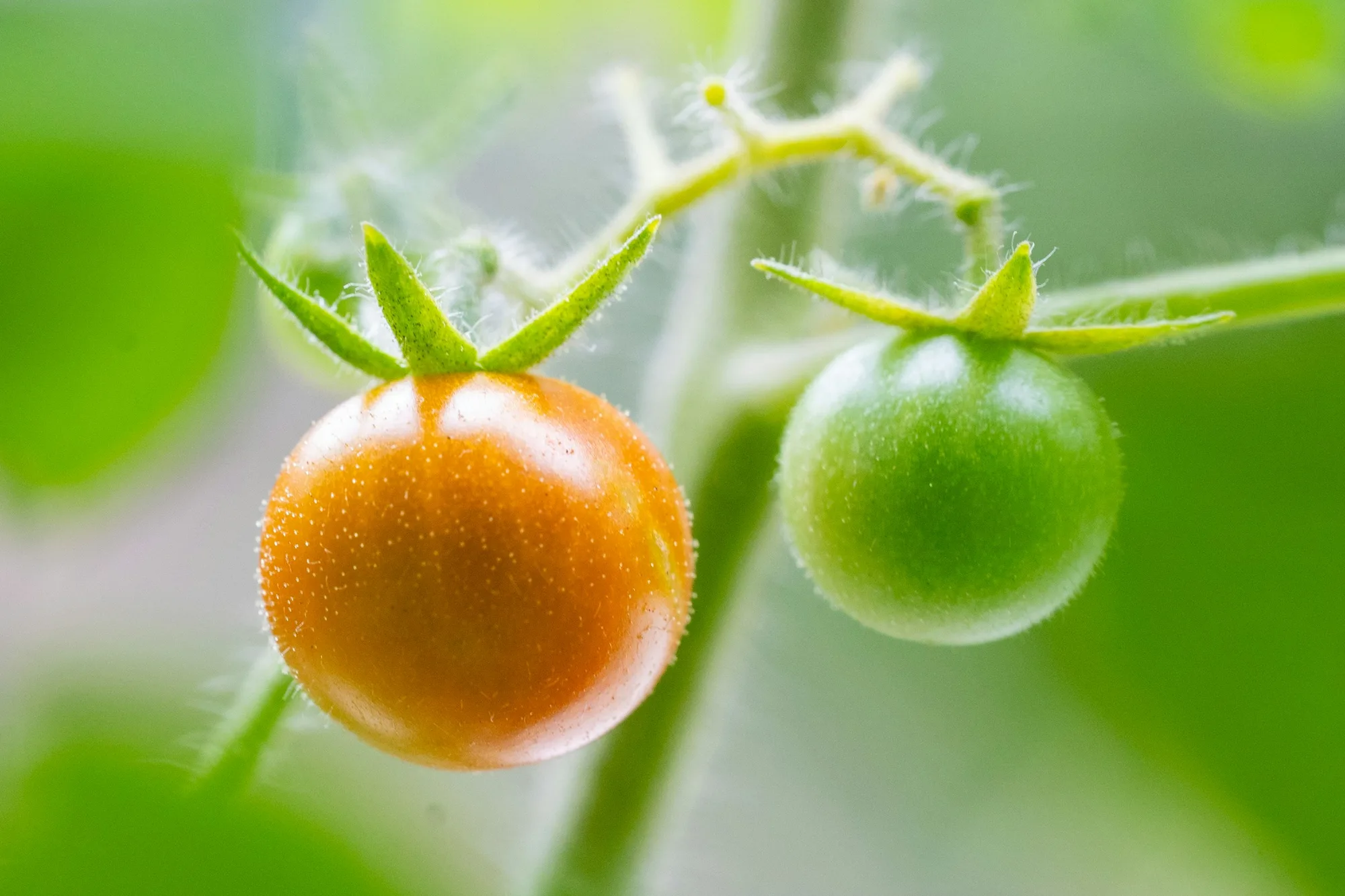 An orange and a green cherry tomato on a fuzzy vine