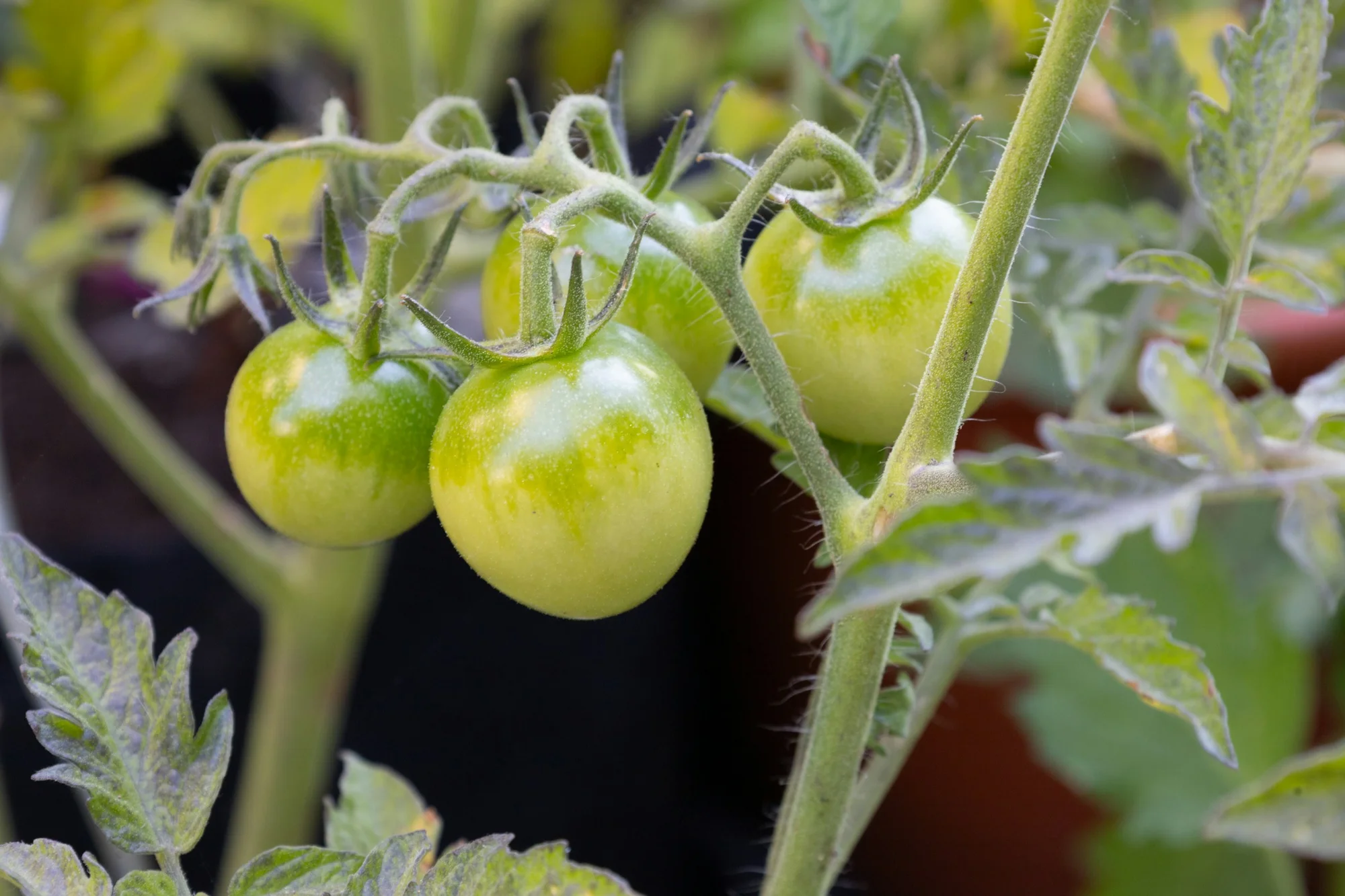 Why Does Everything Suddenly Smell Like a Tomato Plant?